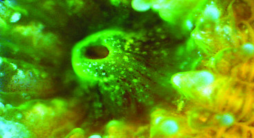 hero fluorescence microscopy applications