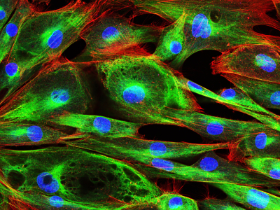 blue, green, red cell image 586706662