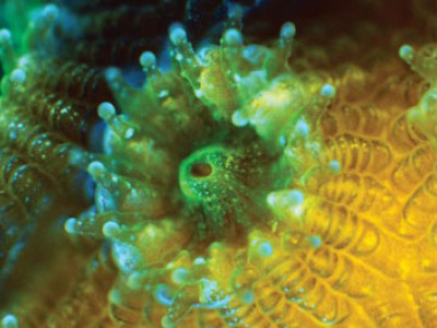 chroma fluorescence microscopy sea coral