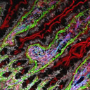 fluorescence microscopy cells red green purple