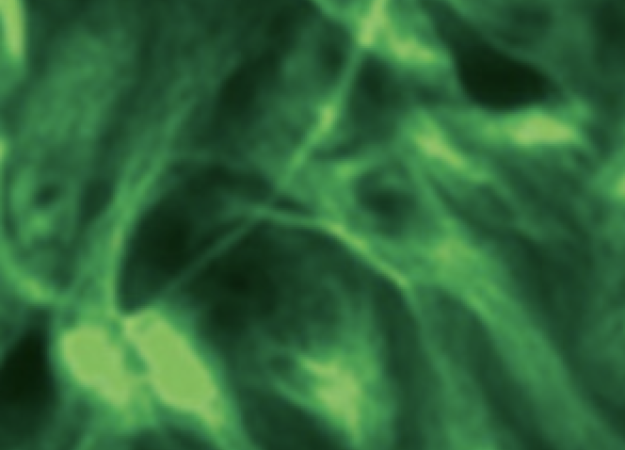 fluorescence microscopy green nuerons