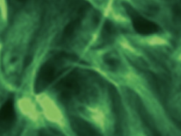fluorescence microscopy green nuerons